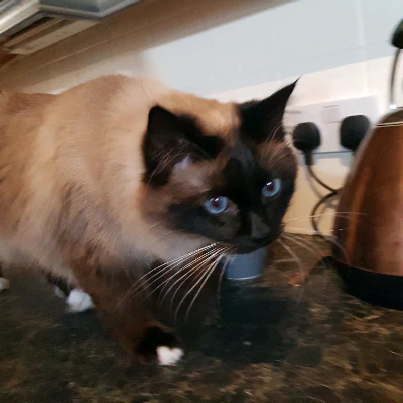 ragdoll cats gumtree